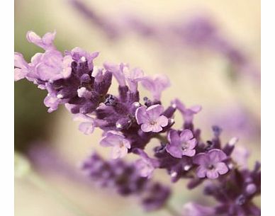 Scentee Smartphone Aroma Diffuser (Lavender)