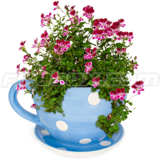 Teacup Plant Pots (Blue with Polka Dots)