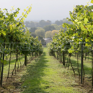 Firebox Vineyard Tour and Wine Tasting for Two