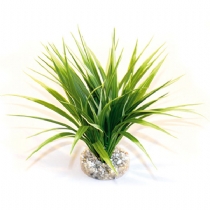 Sydeco D&Uacute;cor Oasis Variegated 22 cm