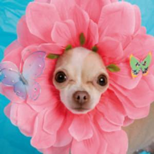 Flower Pooch Card