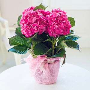 Flowers Direct Gift Wrapped Hydrangea