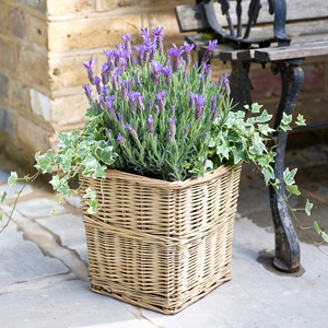 Flowers Direct Lavender Basket