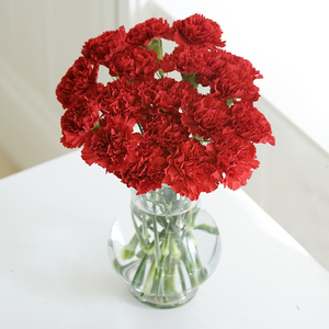 Simply Carnations