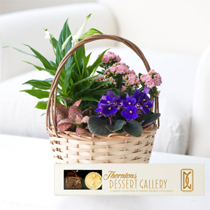 Flowers Direct Small Autumn Indoor Basket with Dessert Chocolates