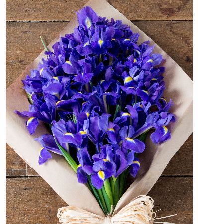 Flowers Direct True Blue Iris