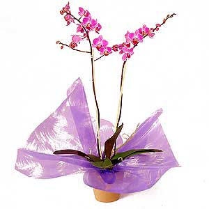 Flowers Directory Double Stemmed Phaelenopsis Orchid Plant