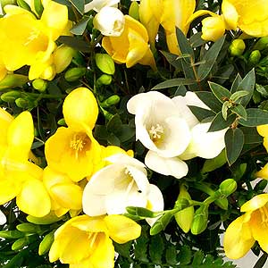 Flowers Directory Freesia & Eucalyptus