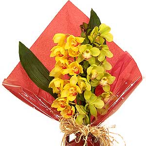 Flowers Directory Large Cybidium Orchid Gift