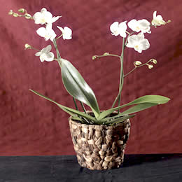 Flying Flowers Mini Orchid Plant