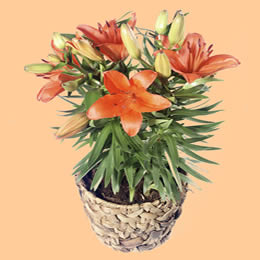Flying Flowers Orange Lily and Basket