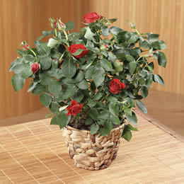 Flying Flowers Red Rose Plant
