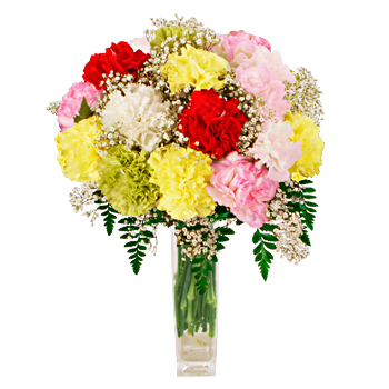 FRESH Carnations - flowers