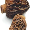 fresh Morilles (new)