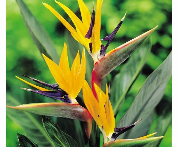 Strelitzia Plant Bird of Paradise - 1 plant