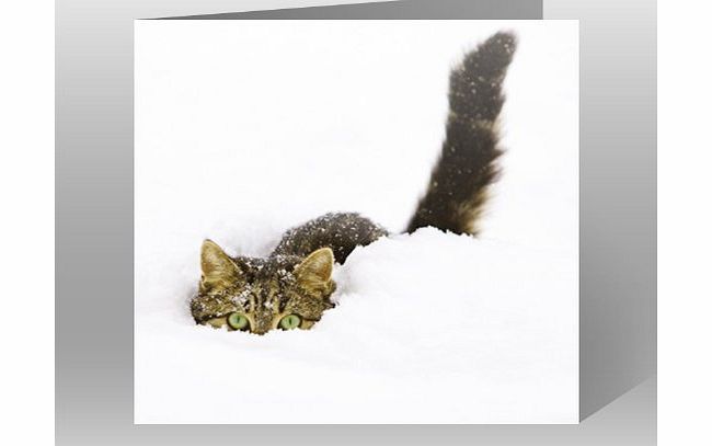 GBCC Charity Christmas Cards - Pack Of 6 Cards - Cat in Snow - In Aid of the following Charities: Marie Curie Cancer Care, Age UK, MNDA, Tenovus, British Heart Foundation, Self Unlimited