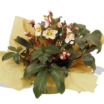 Gift Wrap Helleborus - flowers