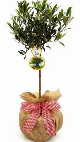 Giftaplant MINI OLIVE TREE-Superb Gift,Plant 