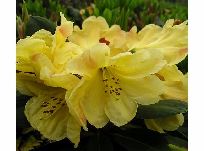 Giftaplant RHODODENDRON GOLDEN WEDDING 3LITRE SIZE -Golden Wedding Anniversary, 50th Wedding Anniversary Gifts