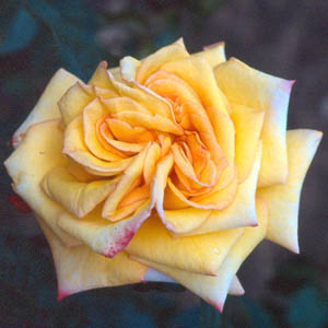 Golden Jubilee - Hybrid Tea Rose (pre-order now)