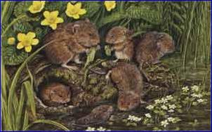 Puzzles Limited Water Voles 1000 Piece