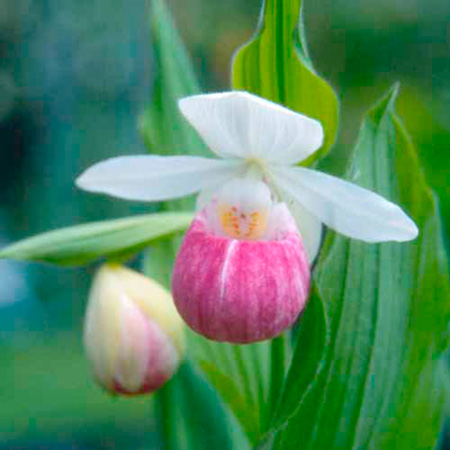 Orchid Cypripedium Reginae Plants 1 Bare