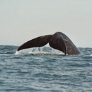 Whale Watching and Wine Tour - Adult