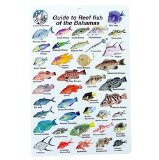 Hinchcliff Water proof Fish Species Guide to reef fish of the Bahamas