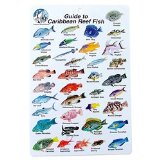 Hinchcliff Water proof Fish Species Guide to reef fish of the Caribbean