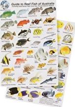 Hinchcliffe, 1192[^]1240 Fish ID Slates