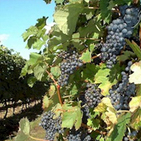 Historic Vineyard and Wine Tasting for 2 in