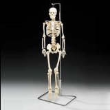Inoneword Anatomical Model : Flexible Mr. Thrifty Skeleton With Spinal Nerves