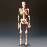 Anatomical Model : Painted and Numbered Big Tim Skeleton