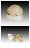 Scientific Anatomical Model : Anatomical Human Brain Model