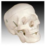 Scientific Anatomical Model : Life Size Human Skull Model