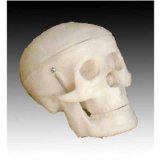 Inoneword Scientific Anatomical Model : Mini Human Skull Model