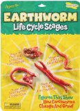 Life Cycle Stages Earthworm
