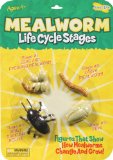 Insect Lore Life Cycle Stages Mealworm