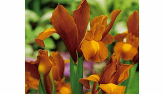 IRIS Bulbs - Autumn Princess