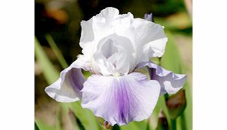 IRIS Plant - Latest Style