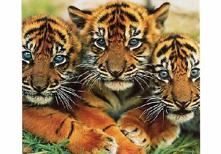 John Lewis Paperhouse Sumatran Tiger Cubs Greeting Card