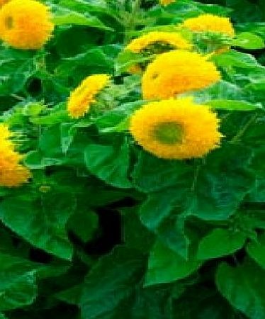 Just Seed - Flower - Sunflower Dwarf - Teddy Bear - 120 Seed