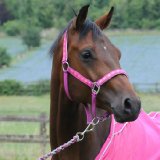 Katie Price Equestrian Headcollar and Leadrope Set, Pink, Cob