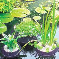 Laguna Floating Pond Planter - 35cm Diameter