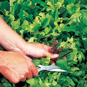 Leaf Salad Lettuce Mix Speedy Seeds
