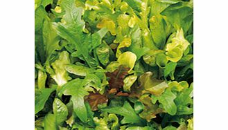 Salad Seeds - Lettuce Mixture