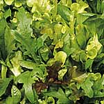Salad Seeds: Lettuce Mixture