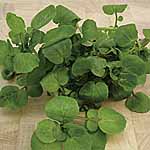 Salad Watercress Aqua Seeds 439528.htm