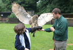 Lifestyle Owl Flying Experience West Mids or Wiltshire