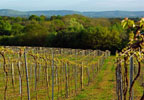 Lifestyle Vineyard Tour and Tasting for Two plus Wine Gift